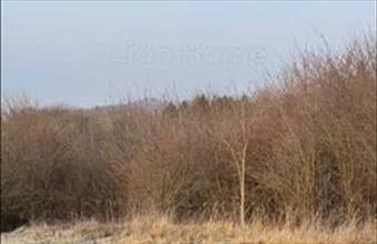 Eladó Zákányi lakóövezeti telek hirdetés (55475957)