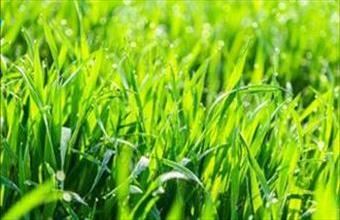 Eladó Csókakői zártkert hirdetés (32663278)