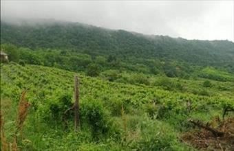 Eladó Csókakői zártkert hirdetés (94743792)