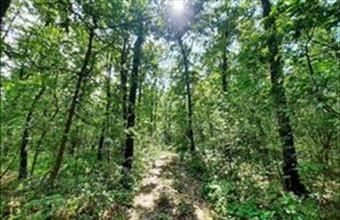 Eladó Kapolcsi egyéb mezőgazdasági ingatlan hirdetés (99297555)