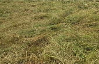 Eladó Siófoki lakóövezeti telek hirdetés (74655378)