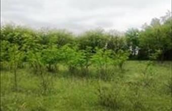 Eladó Lajosmizsei termőföld, szántó hirdetés (48996275)