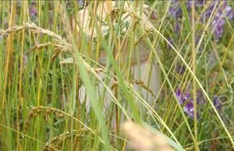 Eladó Dabasi egyéb telek hirdetés (92532363)