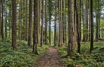 Eladó Nemessándorházai erdő hirdetés (25437719)