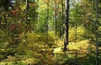 Eladó Balatonszőlősi erdő hirdetés (95453322)