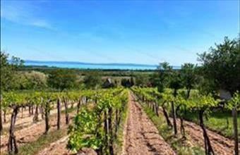 Eladó Tagyoni egyéb mezőgazdasági ingatlan hirdetés (62298945)