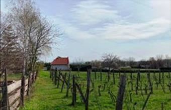 Eladó Balatonfüredi egyéb mezőgazdasági ingatlan hirdetés (88931645)