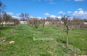 Eladó Siófoki egyéb mezőgazdasági ingatlan hirdetés (67384549)