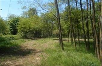 Eladó Badacsonytomaji termőföld, szántó hirdetés (48418525)