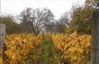 Eladó Badacsonytördemici lakóövezeti telek hirdetés (24166363)