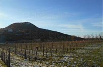 Eladó Tapolcai egyéb mezőgazdasági ingatlan hirdetés (27553554)