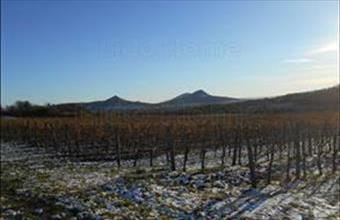 Eladó Tapolcai egyéb mezőgazdasági ingatlan hirdetés (27553554)