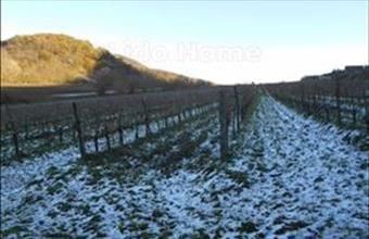 Eladó Tapolcai egyéb mezőgazdasági ingatlan hirdetés (99474843)