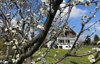 Eladó Cserszegtomaji családi ház hirdetés (47597377)