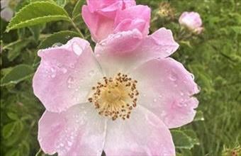 Eladó Törökbálinti egyéb telek hirdetés (98437627)