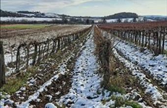 Eladó Balatoncsicsói egyéb mezőgazdasági ingatlan hirdetés (49344434)