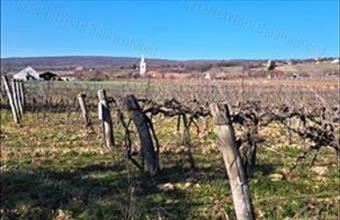 Eladó Balatoncsicsói egyéb mezőgazdasági ingatlan hirdetés (49344434)