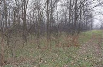 Eladó Tápiószentmártoni erdő hirdetés (47514288)