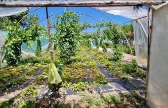 Eladó Ceglédi családi ház hirdetés (62652954)