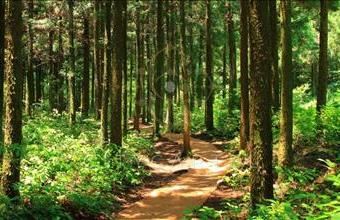 Eladó Paksi erdő hirdetés (69894549)