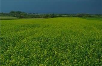 Eladó Mihályházai termőföld, szántó hirdetés (33155943)