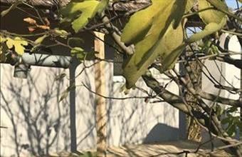 Eladó Paksi családi ház hirdetés (47936335)