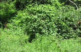 Eladó Nagycsepelyi lakóövezeti telek hirdetés (23244272)