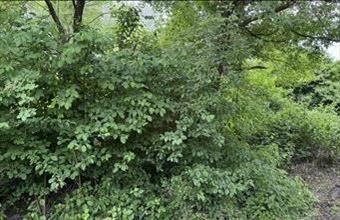 Eladó Balatongyöröki egyéb mezőgazdasági ingatlan hirdetés (17931387)