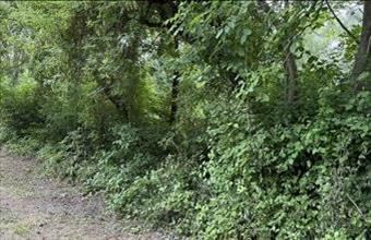 Eladó Balatongyöröki egyéb mezőgazdasági ingatlan hirdetés (17931387)