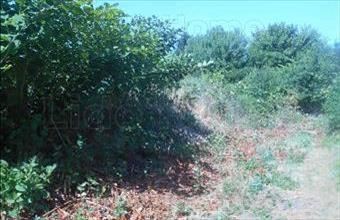 Eladó Sümegprágai lakóövezeti telek hirdetés (26543775)