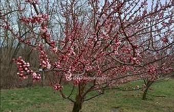 Eladó Töki egyéb mezőgazdasági ingatlan hirdetés (77591486)