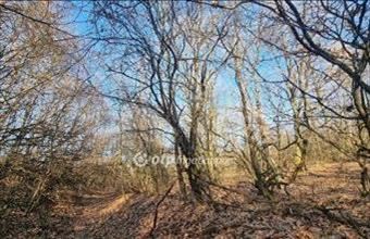 Eladó Pilisborosjenői egyéb mezőgazdasági ingatlan hirdetés (39754879)