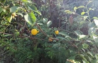 Eladó Zalaapáti egyéb mezőgazdasági ingatlan hirdetés (99255576)