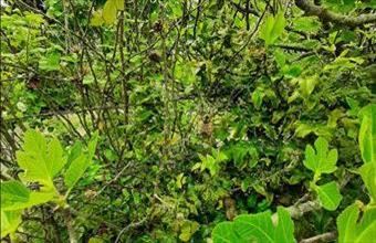 Eladó Balatonalmádi termőföld, szántó hirdetés (91523674)