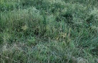 Eladó Balatonalmádi termőföld, szántó hirdetés (38483456)