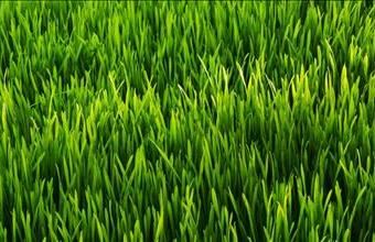 Eladó Balatonszabadi lakóövezeti telek hirdetés (47377194)