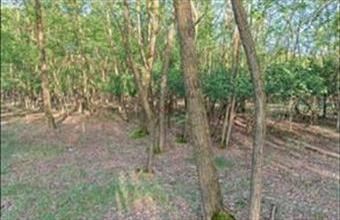 Eladó Siklósi egyéb mezőgazdasági ingatlan hirdetés (43441926)