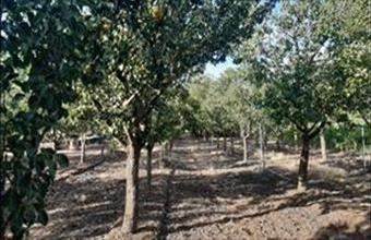 Eladó Jászdózsai családi ház hirdetés (63788446)