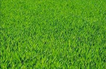 Eladó Zalakarosi lakóövezeti telek hirdetés (24474933)