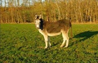 Eladó Látrányi egyéb mezőgazdasági ingatlan hirdetés (76219497)