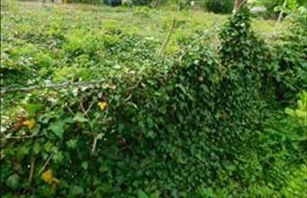 Eladó Karádi lakóövezeti telek hirdetés (35243289)