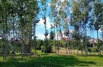 Eladó Tényői lakóövezeti telek hirdetés (22975478)