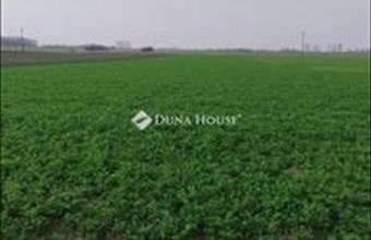 Eladó Tiszaalpári termőföld, szántó hirdetés (67375433)