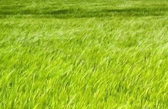 Eladó Balatonlellei egyéb mezőgazdasági ingatlan hirdetés (88514372)