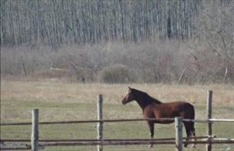 Eladó Papkeszi egyéb mezőgazdasági ingatlan hirdetés (34714388)
