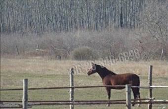 Eladó Papkeszi egyéb mezőgazdasági ingatlan hirdetés (34714388)