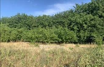 Eladó Hévízi külterületi telek hirdetés (37282492)