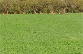 Eladó Fehérvárcsurgói zártkert hirdetés (42424495)