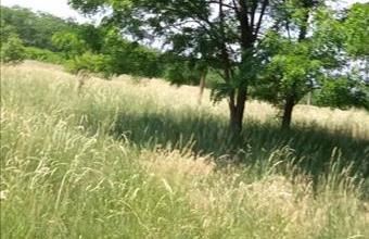 Eladó Hajdúsámsoni lakóövezeti telek hirdetés (24644334)