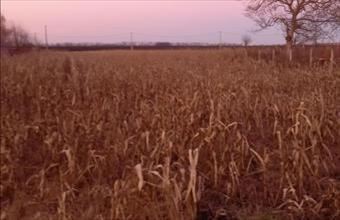 Eladó Debreceni lakóövezeti telek hirdetés (96977293)